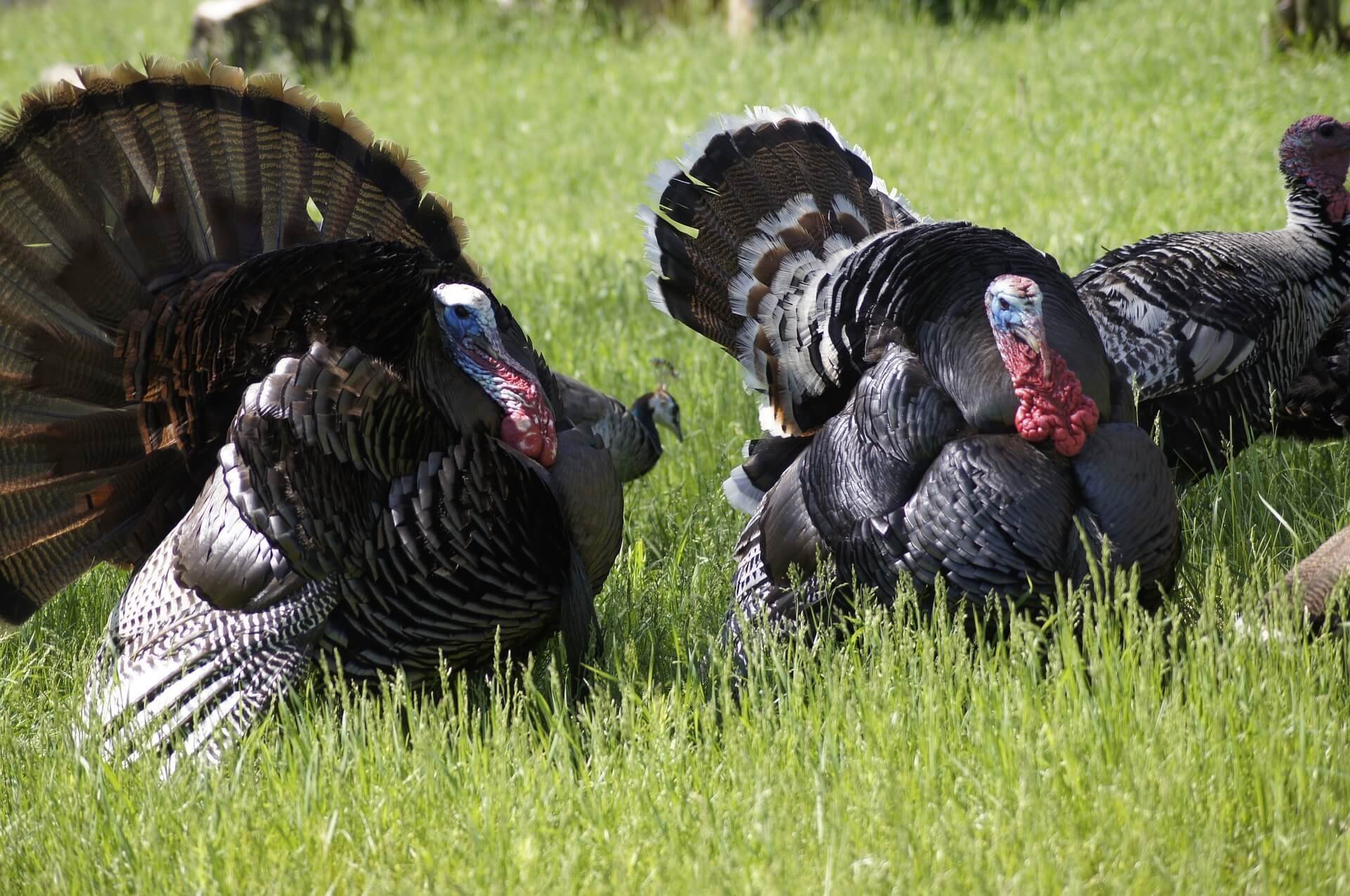 After The Shot Getting Your Turkey Home
