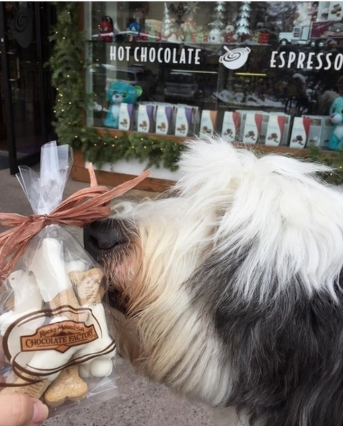 Can Dogs Eat Fudge Can Dogs Eat Fudge