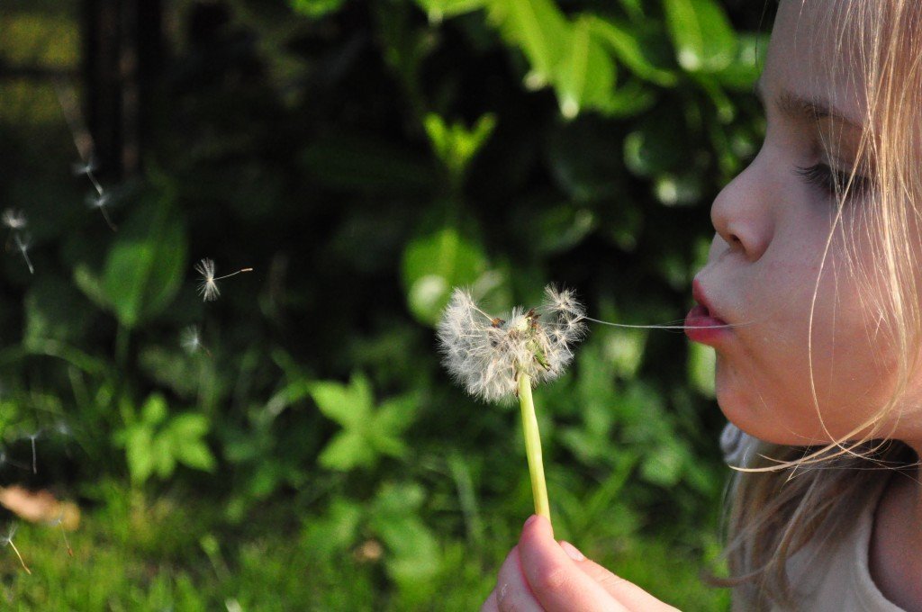 Blowing Dandelion